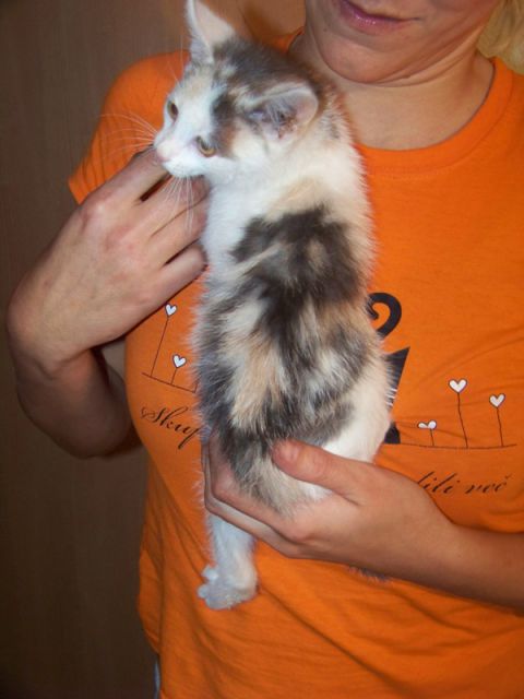 Slika