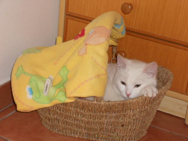Slika