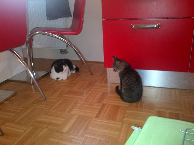 Slika