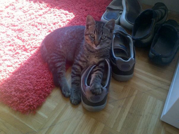 Slika