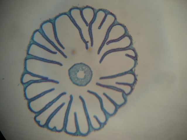 Bazidiospore (10x4)