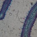 bazidij in bazidiospore (10x40)