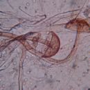 rhizopus (10x40)