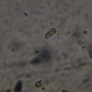 pleurococcus viridis (10x40)