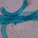 Ulothrix