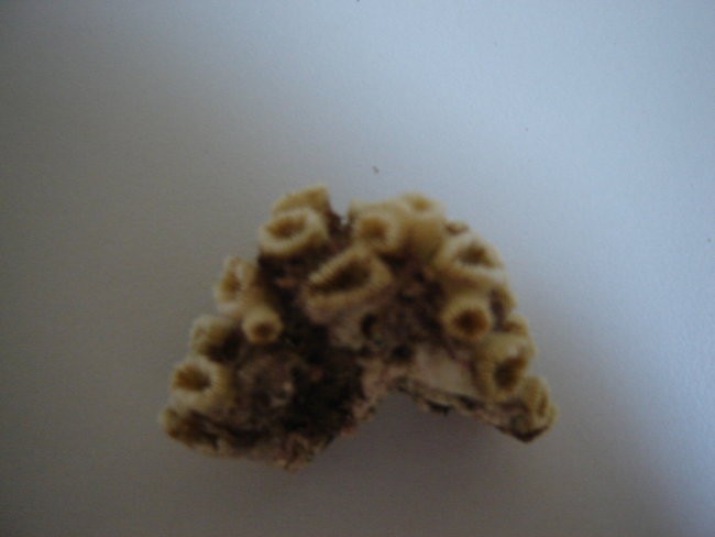 koralnjaki - jadranska kamena korala (makro)