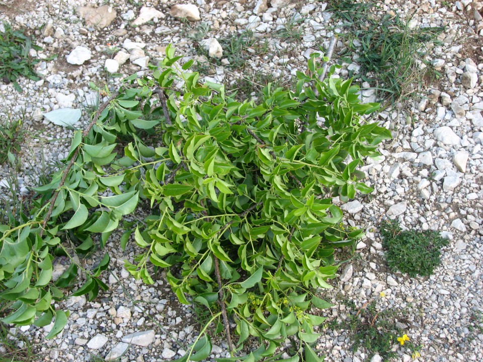 rešelika