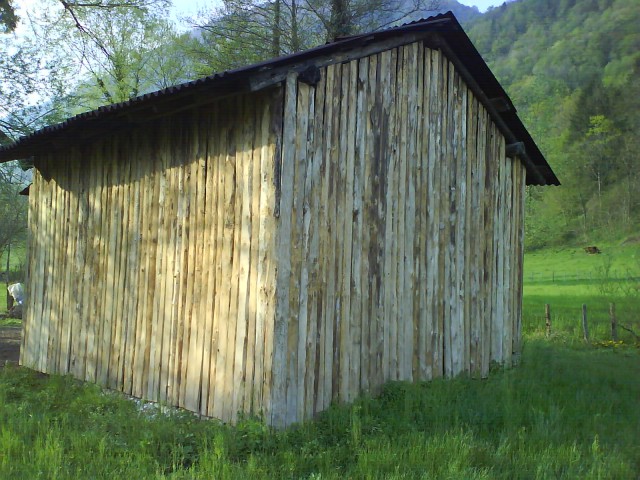 Senik v travniku - foto