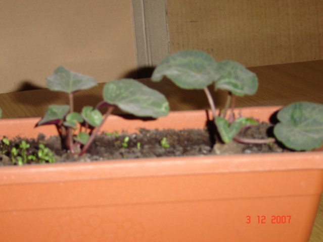 Moje ciklame vzgojene iz semena