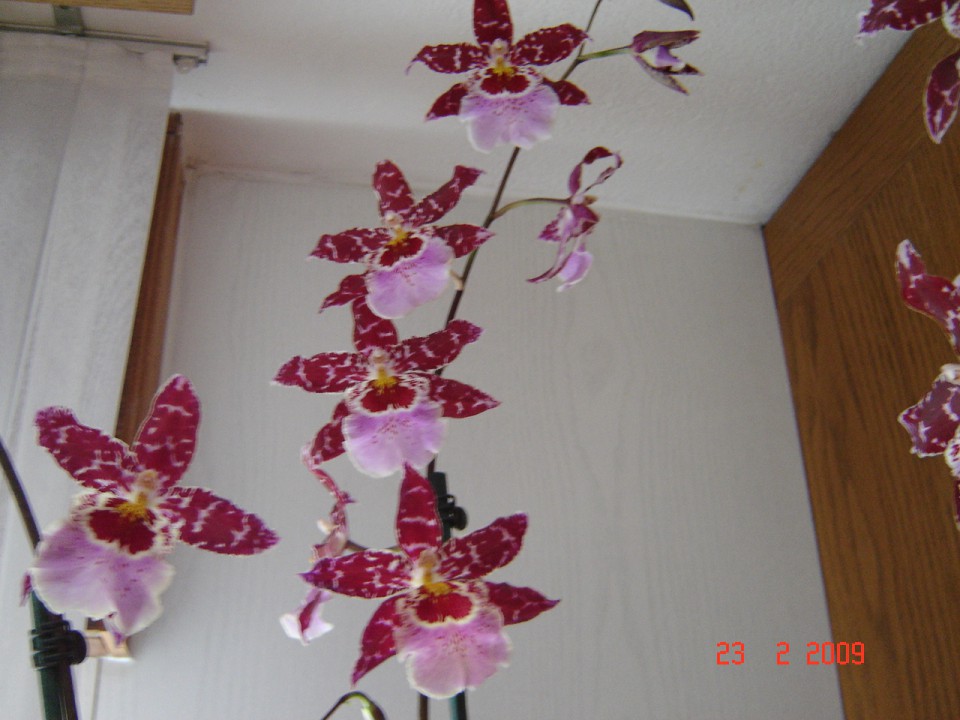 Orhideje 2009 - foto povečava