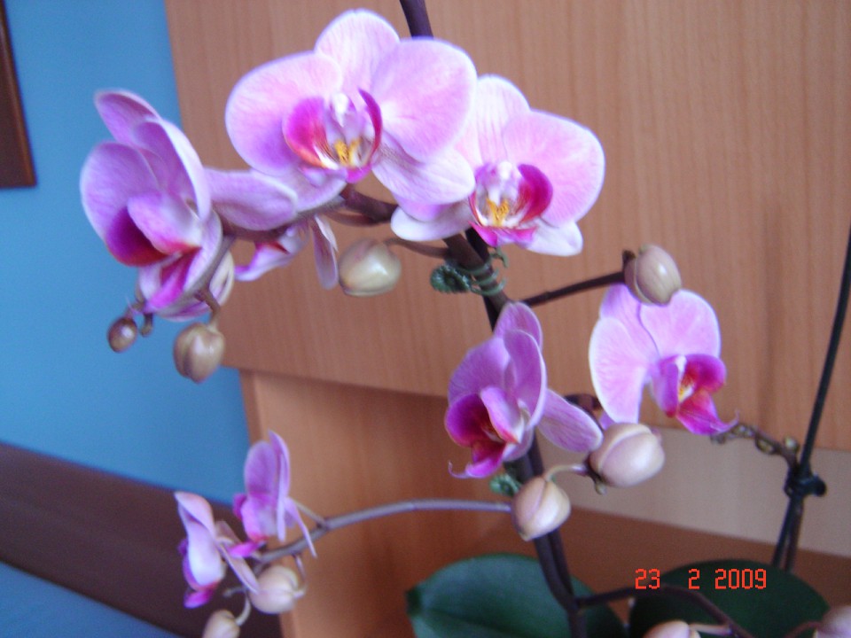 Orhideje 2009 - foto povečava