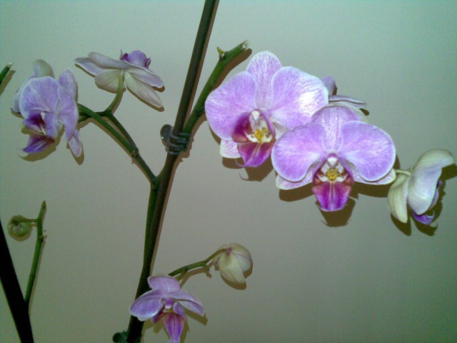 Orhideje 2009 - foto