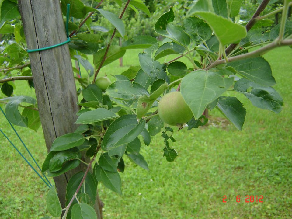 Leto 2012 - foto povečava