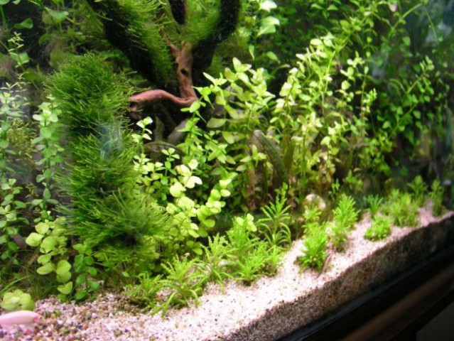 Akvarij 600l maj 2008 - foto