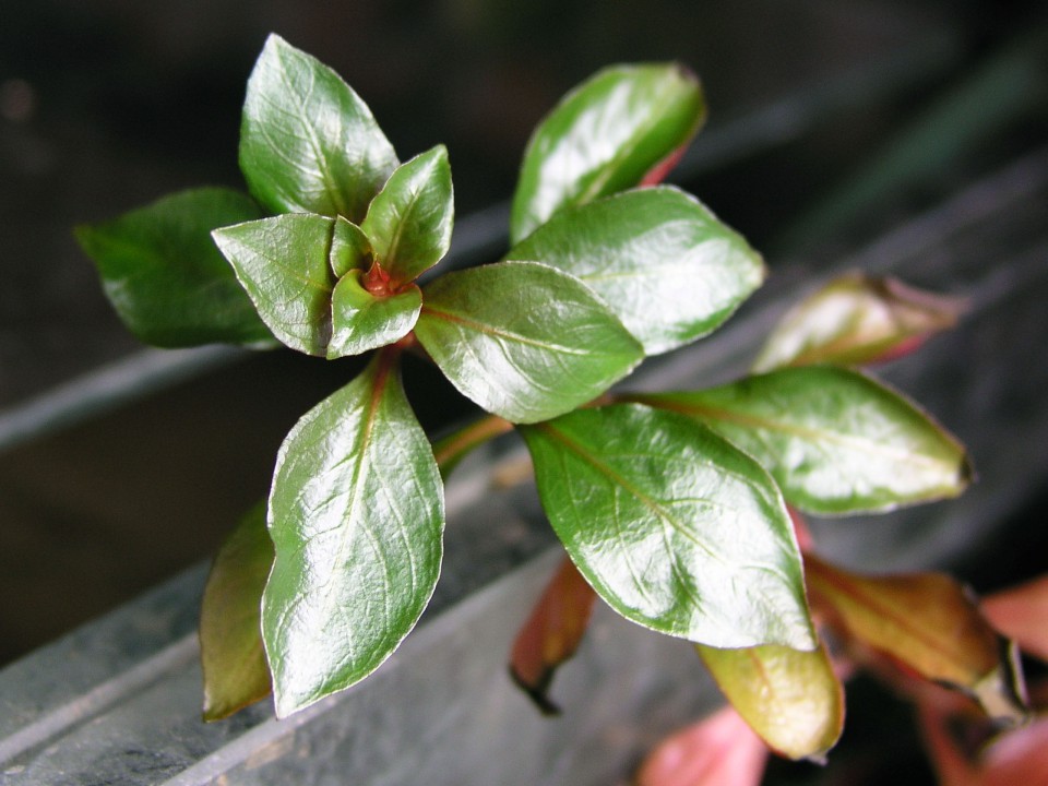 LUDWIGIA REPENS 'RUBIN'_emerzno