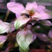 LUDWIGIA REPENS 'RUBIN'_emerzno