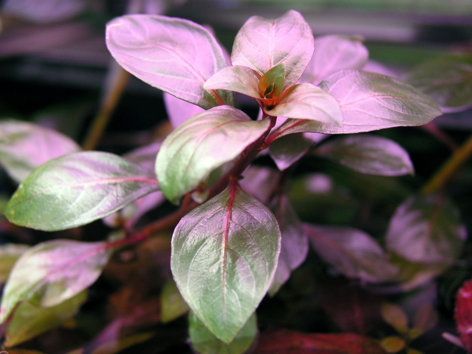 LUDWIGIA REPENS 'RUBIN'_emerzno