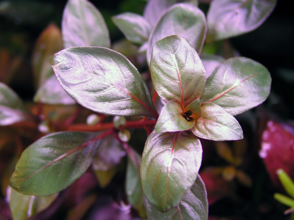 LUDWIGIA REPENS 'RUBIN'_emerzno