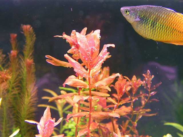 ROTALA MACRANDRA_velika slika