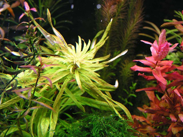 LUDWIGIA INCLINATA VAR. VERTICILLATA 'CUBA'