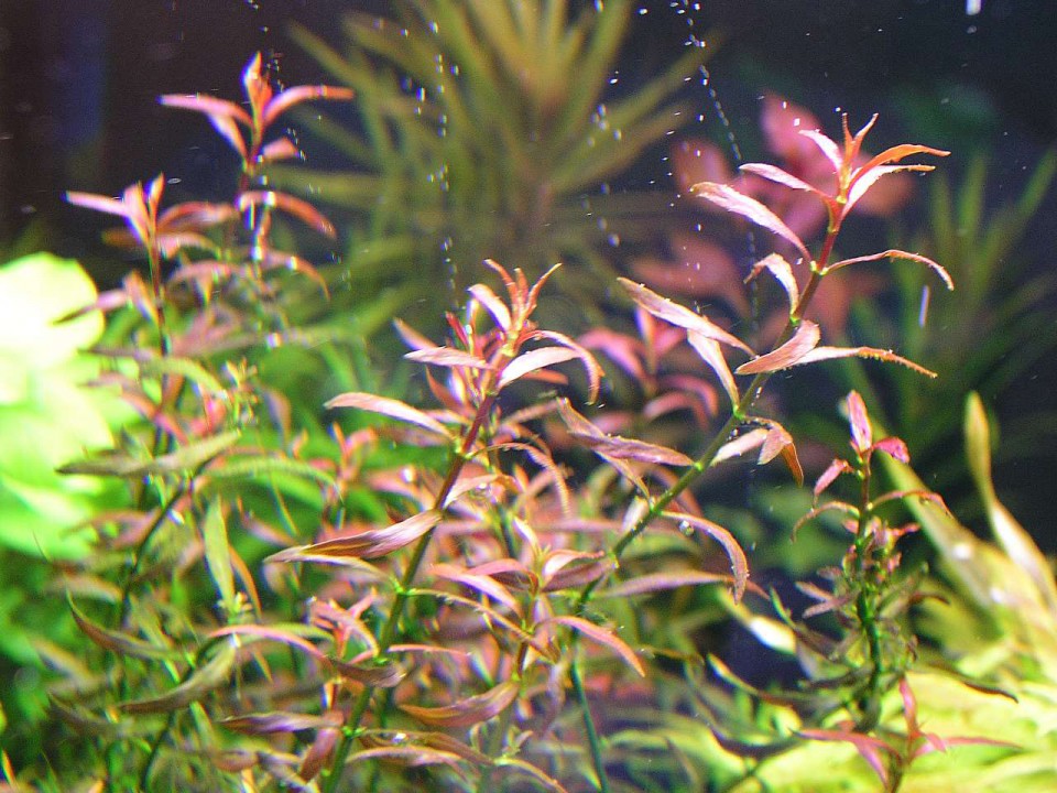 LUDWIGIA ARCUATA_srednja slika