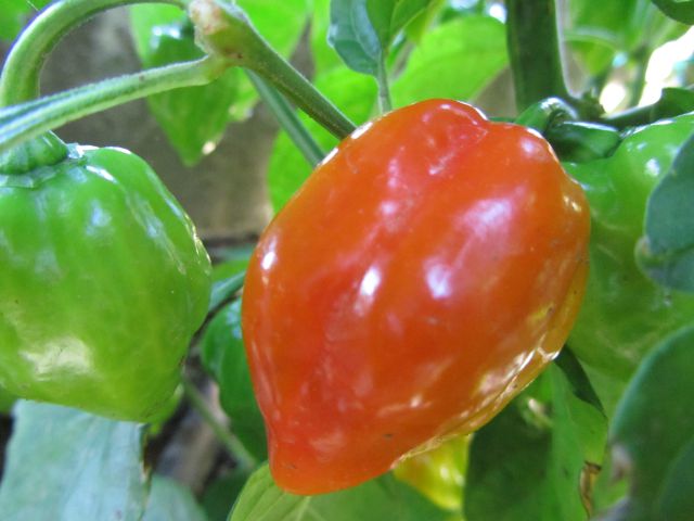 Habanero ornge