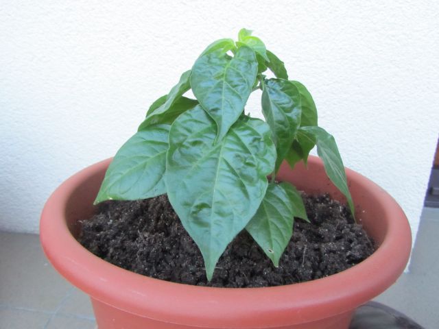 HABANERO red