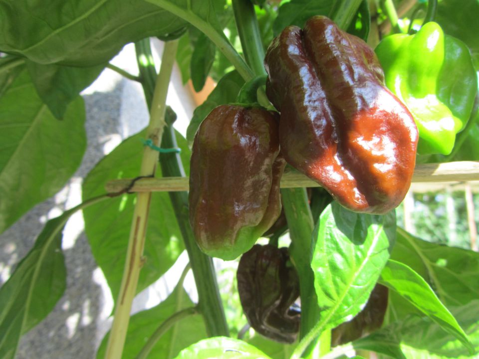 habanero chocolate