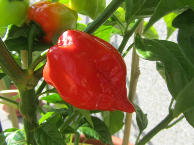 Habanero caribbean red