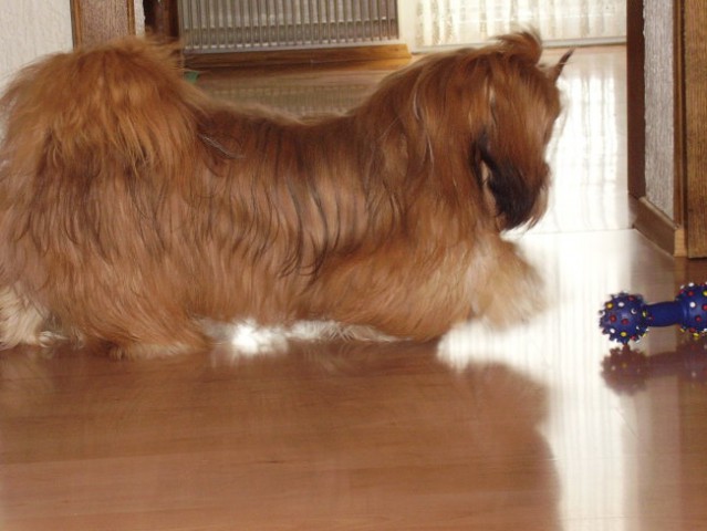 Lhasa apso - foto