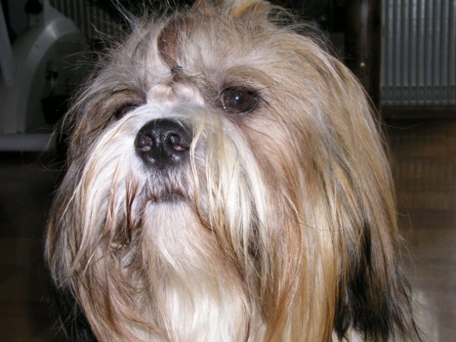 Lhasa apso - foto