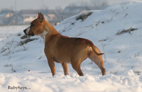 Mlader's Mary Ann - foto