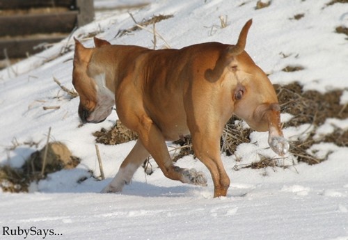 Mlader's Mary Ann - foto