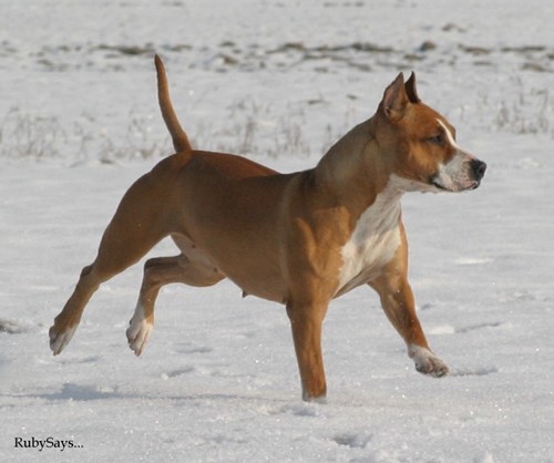 Mlader's Mary Ann - foto