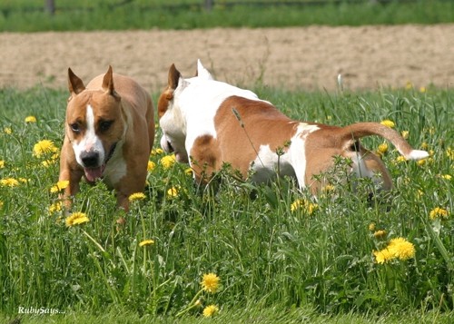 Rubysays AmStaffs at play - foto