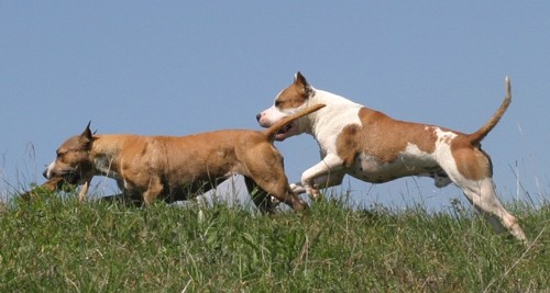 Rubysays AmStaffs at play - foto