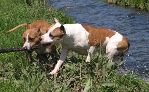 Rubysays AmStaffs at play - foto