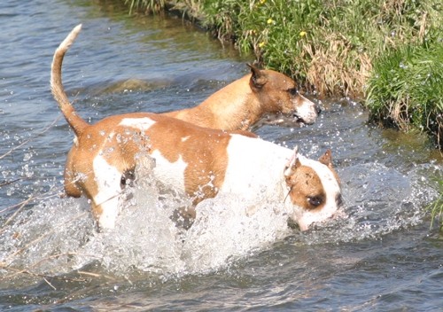 Rubysays AmStaffs at play - foto