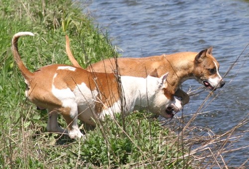 Rubysays AmStaffs at play - foto