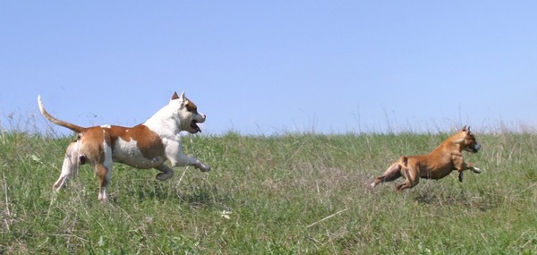 Rubysays AmStaffs at play - foto