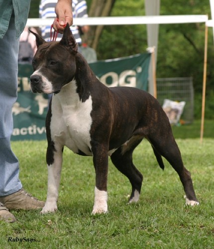 CAC Trbovlje 2006 - foto