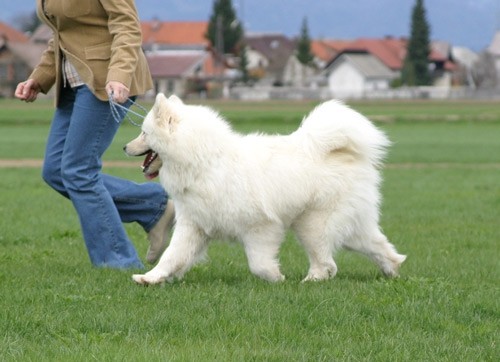 Fayre - foto povečava