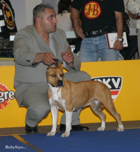Euro Dog Show Tulln05 - amstafi - foto