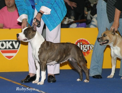 Euro Dog Show Tulln05 - amstafi - foto