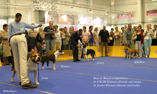 Euro Dog Show Tulln05 - amstafi - foto