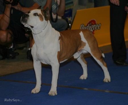 Euro Dog Show Tulln05 - amstafi - foto povečava