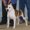 AmStaff National Specialty 2007