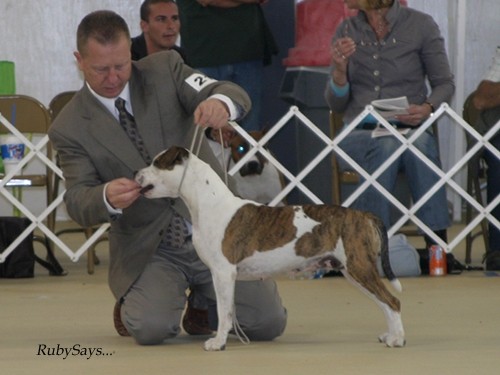 AmStaff National Specialty 2007 - foto