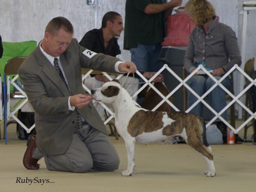 AmStaff National Specialty 2007 - foto povečava