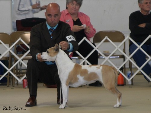 AmStaff National Specialty 2007 - foto